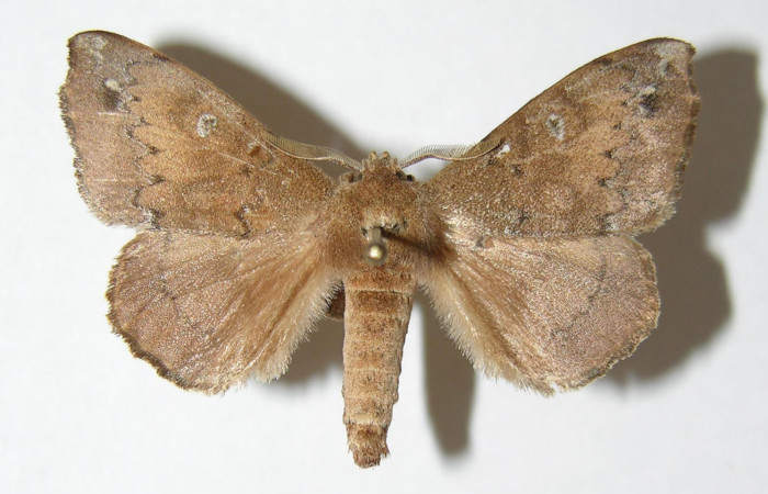 Figura 12. Adulto <i>Olceclostera</i></i> Janzen02 (Apatelodidae) vista dorsal. (04-SRNP-3569-DHJ338346).