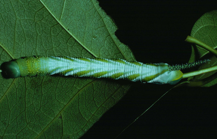 Figura. 13 Larva <i>Manduca florestan</i></i> (Sphingidae), posición dorsal alimentándose en Callichlamys latifolia (Bignoniaceae). (85-SRNP-615-DHJ9232.jpg).