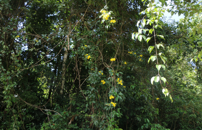 Figura. 2 Habitad, <i>Callichlamys latifolia</i></i>, (Bignoniaceae). Area de Conservación Guanacaste, Sector Rincón Rain Forest, Estación Leiva, Margen de Camino, (elevación 410 metros), colectada el 23 de Agosto 2019. Foto, Jorge Hernández.