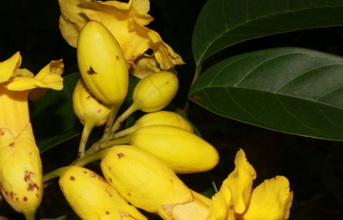 Figura. 10 Flor en botones, <i>Callichlamys latifolia</i></i>, (Bignoniaceae). Area de Conservación Guanacaste, Sector Rincón Rain Forest, Estación Leiva, Margen de Camino, (elevación 410 metros), colectada el 23 de Agosto 2019. Foto, Jorge Hernández.