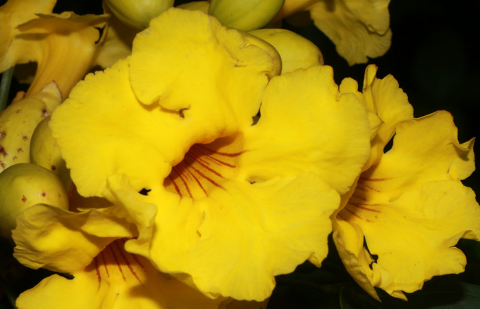 Figura. 7 Flores de frente, <i>Callichlamys latifolia</i></i>, (Bignoniaceae). Area de Conservación Guanacaste, Sector Rincón Rain Forest, Estación Leiva, Margen de Camino, (elevación 410 metros), colectada el 23 de Agosto 2019. Foto, Jorge Hernández.