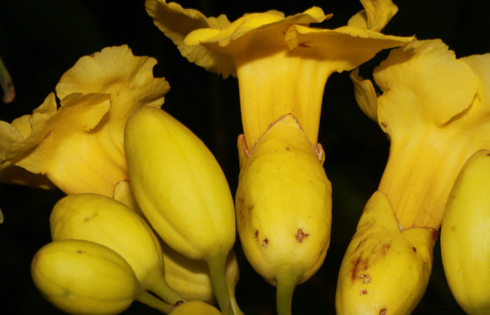 Figura. 8 Flores de laterales, <i>Callichlamys latifolia</i></i>, (Bignoniaceae). Area de Conservación Guanacaste, Sector Rincón Rain Forest, Estación Leiva, Margen de Camino, (elevación 410 metros), colectada el 23 de Agosto 2019. Foto, Jorge Hernández.