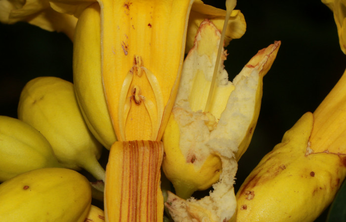 Figura. 9 Flor abierta, <i>Callichlamys latifolia</i></i>, (Bignoniaceae). Area de Conservación Guanacaste, Sector Rincón Rain Forest, Estación Leiva, Margen de Camino, (elevación 410 metros), colectada el 23 de Agosto 2019. Foto, Jorge Hernández.
