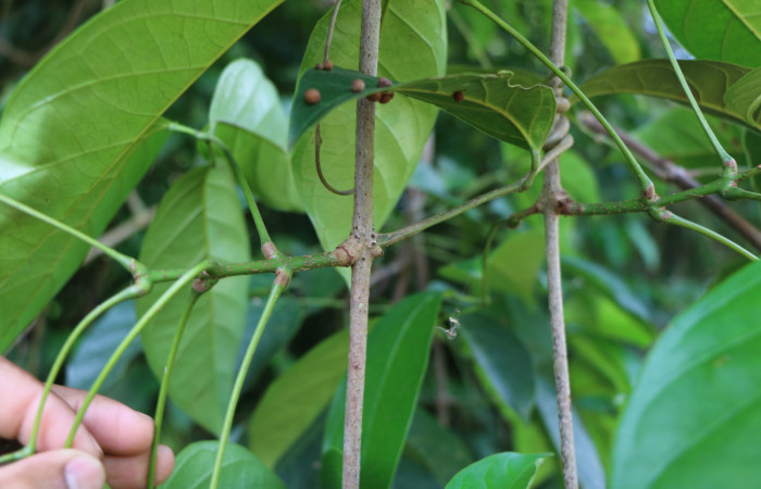 Figura. 3 Posición Hojas, <i>Callichlamys latifolia</i></i>, (Bignoniaceae). Area de Conservación Guanacaste, Sector Rincón Rain Forest, Estación Leiva, Margen de Camino, (elevación 410 metros), colectada el 23 de Agosto 2019. Foto, Jorge Hernández.