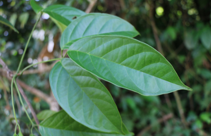 Figura. 4 Posición haz, <i>Callichlamys latifolia</i></i>, (Bignoniaceae). Area de Conservación Guanacaste, Sector Rincón Rain Forest, Estación Leiva, Margen de Camino, (elevación 410 metros), colectada el 23 de Agosto 2019. Foto, Jorge Hernández.