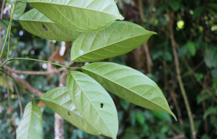 Figura. 5 Posición envés, <i>Callichlamys latifolia</i></i>, (Bignoniaceae). Area de Conservación Guanacaste, Sector Rincón Rain Forest, Estación Leiva, Margen de Camino, (elevación 410 metros), colectada el 23 de Agosto 2019. Foto, Jorge Hernández.
