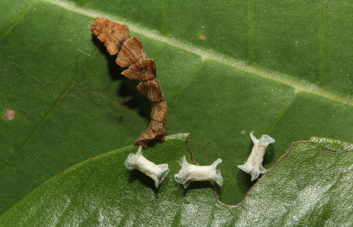 Figura 14. Capullos de parásito de la familia  Braconidae, junto a restos de larva  <i>Tachychlora amilletes</i></i>. Voucher,17-SRNP-72272-DHJ738702.