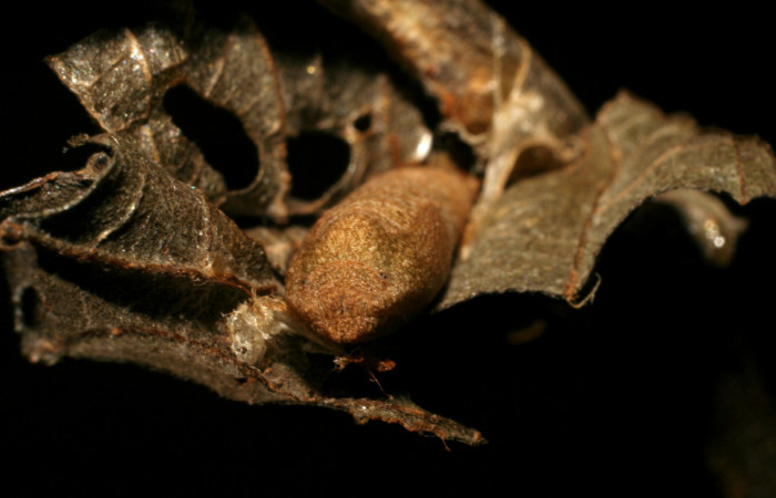 Figura 11. Posición frontal de la pupa, <i>Tachychlora amilletes</i></i> (Geometridae), planta hospedera <i>Psidium guajava</i></i> (Myrtaceae) Voucher, 07-SRNP-42102-DHJ427784.