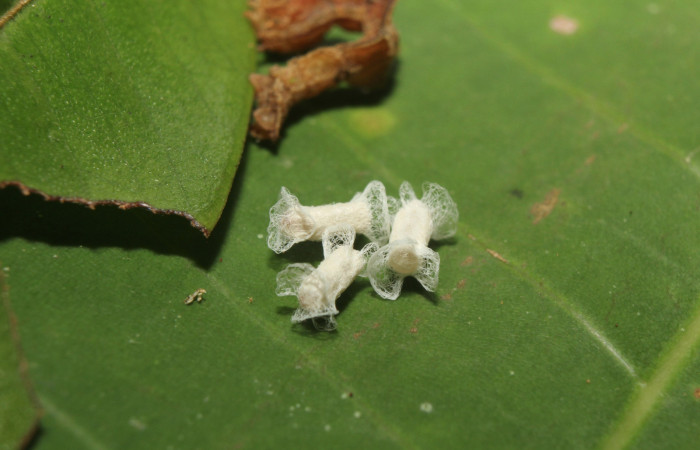 Figura 13. Capullos de parásitos de la familia Braconidae, junto a restos  la larva, <i>Tachychlora amilletes</i></i>. Voucher,17-SRNP-72272-DHJ738705.