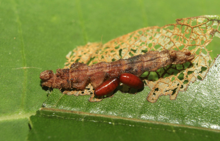 Figura 16. Puparios de la familia Tachinidae, junto a restos de larva <i>Tachychlora amilletes</i></i> .Voucher,17-SRNP-72262-DHJ738697.