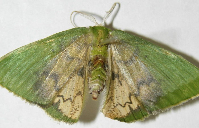 Figura 17. Adulto de <i>Tachychlora amilletes</i></i>, vista dorsal. Voucher 08-SRNP-41090-DHJ505955.