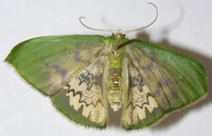 Figura 18. Adulto de <i>Tachychlora amilletes</i></i>, vista dorsal. Voucher 09-SRNP-40460-DHJ506055.