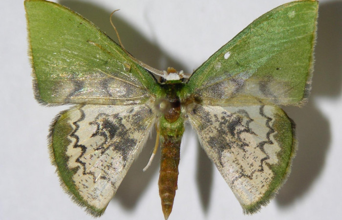 Figura 19. Adulto de <i>Tachychlora amilletes</i></i>, vista dorsal. Voucher 05-SRNP-42471-DHJ326314