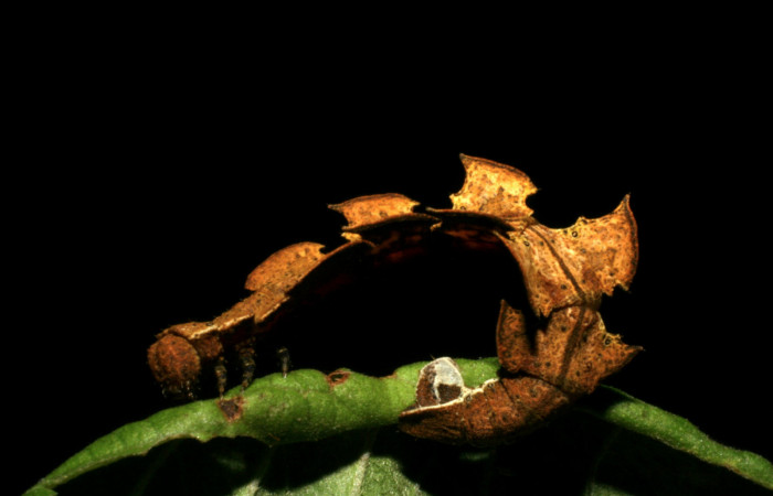 Figura 1. Posición lateral de <i>Tachychlora amilletes</i></i> (Geometriidae), planta hospedera <i>Psidium guajava</i></i> (Myrtaceae) Estación  Caribe. Voucher. 05-SRNP-41937-DHJ407294.