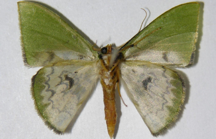 Figura 20. Adulto de <i>Tachychlora amilletes</i></i>, vista ventral. Voucher 05-SRNP-42471-DHJ326315.