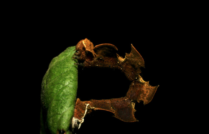 Figura 2. Posición lateral de <i>Tachychlora amilletes</i></i> (Geometridae), planta hospedera <i>Psidium guajava</i></i> (Myrtaceae) Estación  Caribe. Voucher 05-SRNP-41937-DHJ407295.