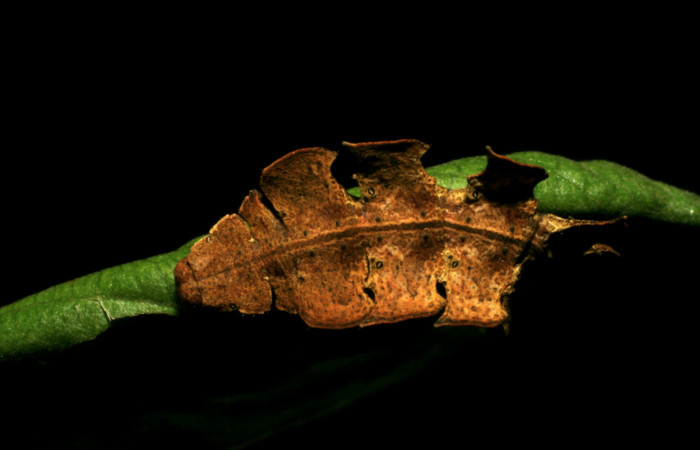 Figura 3. Posición dorsal de <i>Tachychlora amilletes</i></i> (Geometridae), planta hospedera <i>Psidium guajava</i></i> (Myrtaceae), Estación  Caribe. Voucher, 05-SRNP-41937-DHJ407297.