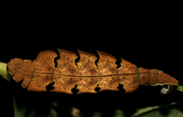 Figura 4. Posición dorsal de <i>Tachychlora amilletes</i></i> (Geometridae), planta hospedera <i>Psidium guajava</i></i> (Myrtaceae), Estación  Caribe. Voucher, 05-SRNP-41937-DHJ407299.