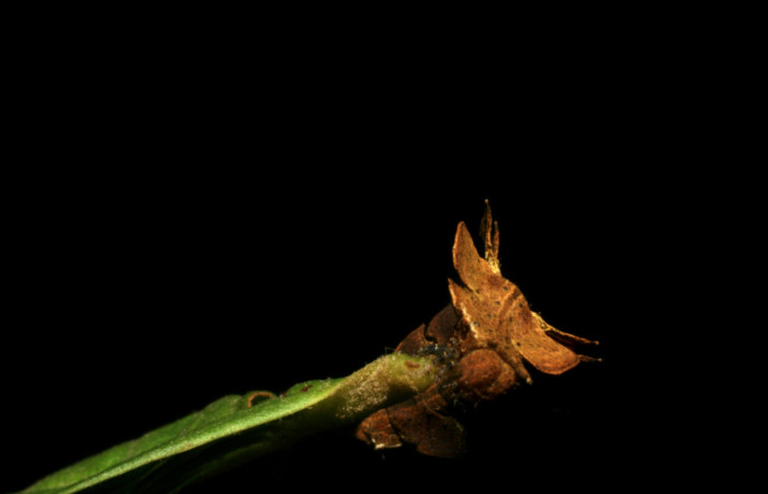 Figura 5. Posición de cabeza, de <i>Tachychlora amilletes</i></i> (Geometridae), planta hospedera <i>Psidium guajava</i></i> (Myrtaceae) Voucher, 05-SRNP-41937-DHJ407300. 