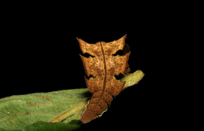 Figura 6. Posición de la cola de <i>Tachychlora amilletes</i></i> (Geometridae), planta hospedera <i>Psidium guajava</i></i> (Myrtaceae) Voucher, 05-SRNP-41937-DHJ407301.