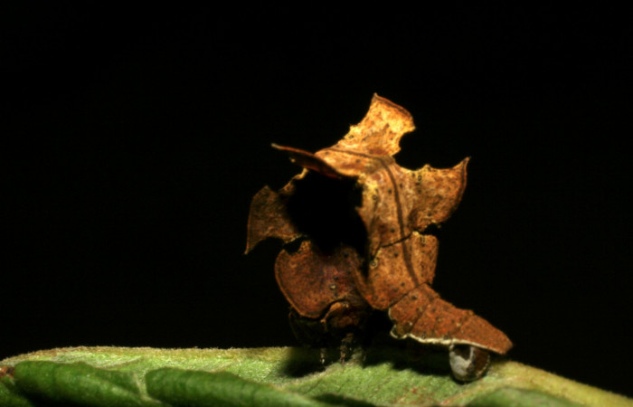 Figura 8. Posición lateral mostrando la cola de <i>Tachychlora amilletes</i></i> (Geometridae), planta hospedera <i>Psidium guajava</i></i> (Myrtaceae) Voucher, 05-SRNP-41937-DHJ407306.