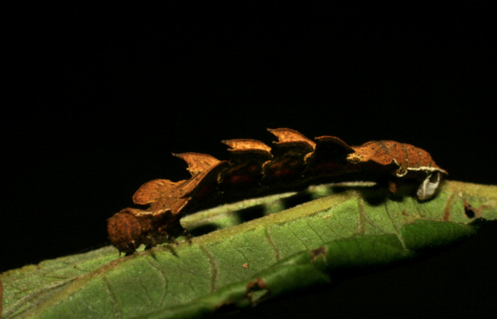 Figura 9. Posición lateral de <i>Tachychlora amilletes</i></i> (Geometridae), planta hospedera <i>Psidium guajava</i></i> (Myrtaceae). Voucher, 05-SRNP-41937-DHJ407307.