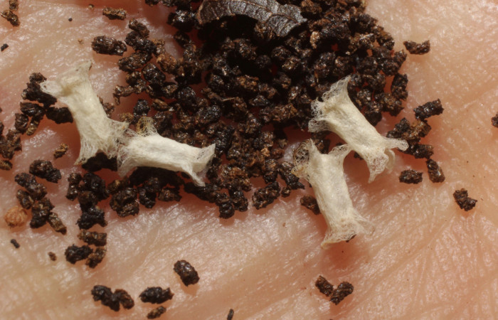 Figura 12. Capullos de parásito de la familia Braconidae  y estiércol de larva, <i>Tachychlora amilletes</i></i>. Voucher,12-SRNP-70640-DHJ802369.