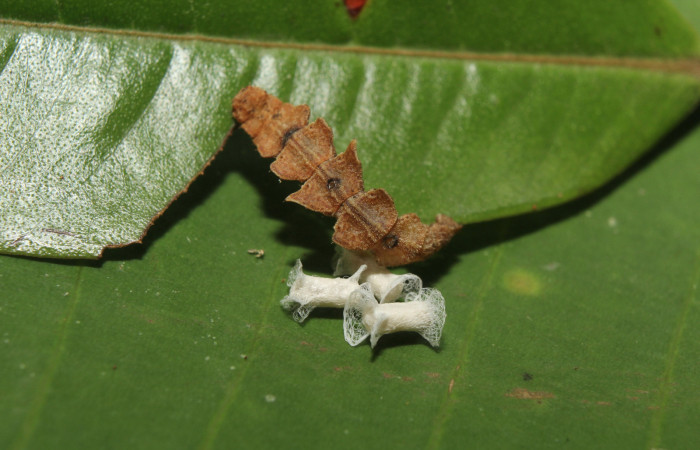 Figura 15. Capullos de parásito de la familia Braconidae junto a restos de larva, <i>Tachychlora amilletes</i></i> (Geometridae), planta hospedera <i>Psidium guajava</i></i>, (Myrtaceae). Voucher, 17-SRNP-72272-DHJ738704.