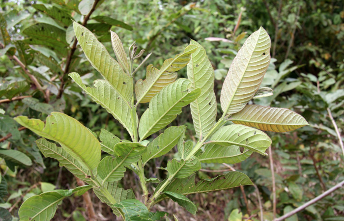 Fig. 22.  Posición hojas de planta <i>Psidium guajava</i></i>, familia Myrtaceae, hospedera de la larva <i>Tachychlora amilletes</i></i>, Geometridae. Foto, Pablo Umaña, 25octubre2019.