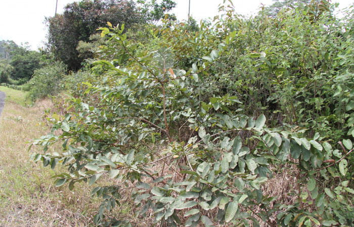 Fig. 21.  Planta <i>Psidium guajava</i></i>, familia Myrtaceae, hospedera de la larva <i>Tachychlora amilletes</i></i>, Geometridae. Foto, Pablo Umaña, 25Octubre2019..
