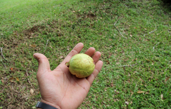 Fig. 23.  Frutos de planta <i>Psidium guajava</i></i>, familia Myrtaceae, hospedera de la larva <i>Tachychlora amilletes</i></i>, Geometridae. Foto, Pablo Umaña, 25octubre2019.