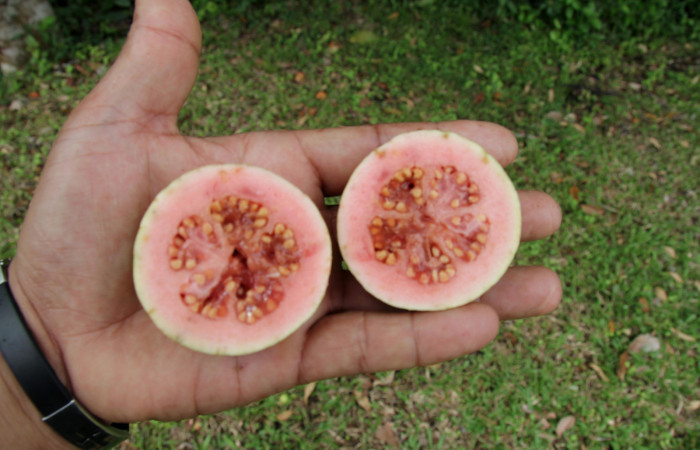 Fig. 24.  Fruto con semillas de planta <i>Psidium guajava</i></i>, familia Myrtaceae, hospedera de la larva <i>Tachychlora amilletes</i></i>, Geometridae. Foto, Pablo Umaña, 25octubre2019.