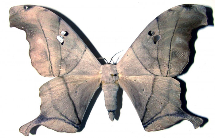 Fig. 15. Adulto macho de <i>Dysdaemonia boreas</i></i>. Area de Conservación Guanacaste, Sector Santa Rosa, Cafetal, elevación 280mt. Vista dorsal. (01-SRNP-14506-DHJ91774).