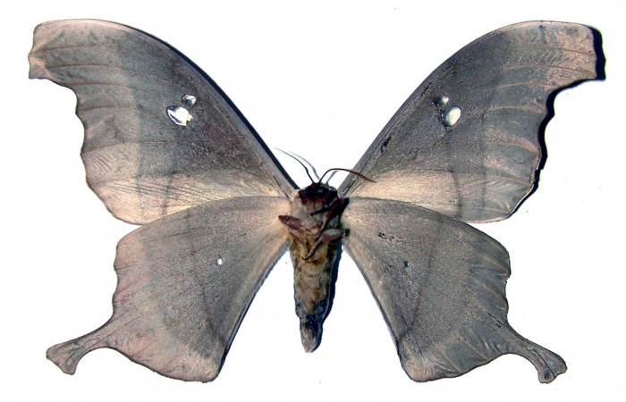Fig. 16. Adulto macho de <i>Dysdaemonia boreas</i></i>. Area de Conservación Guanacaste, Sector Santa Rosa, Cafetal, elevación 280mt. Vista ventral. (01-SRNP-14506-DHJ91775).