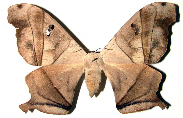 Fig. 13. Adulto hembra de <i>Dysdaemonia boreas</i></i>. Area de Conservación Guanacaste, Sector Santa Rosa, Luces, elevación 300mt.  Vista dorsal. (03-SRNP-12367-DHJ91710).