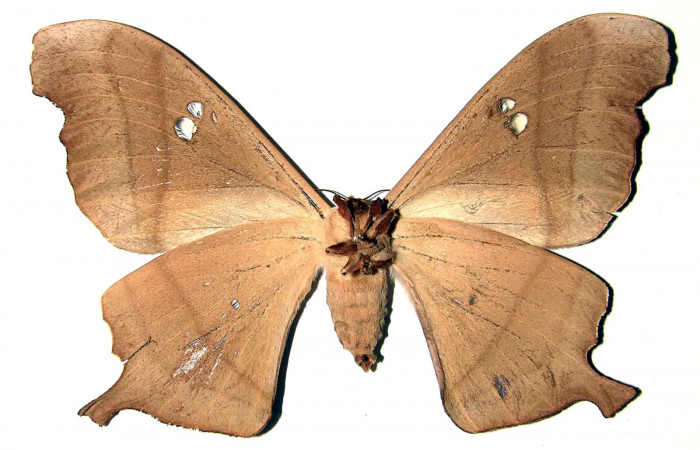 Fig. 14. Adulto hembra de <i>Dysdaemonia boreas</i></i>. Area de Conservación Guanacaste, Sector Santa Rosa, Luces, elevación 300mt. Vista ventral. (03-SRNP-12367-DHJ91711).