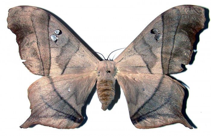 Fig. 1. Adulto de <i>Dysdaemonia boreas</i></i>. Area de Conservación Guanacaste, Sector Santa Rosa, Luces, elevación 300mt. (03-SRNP-12371-DHJ91626).