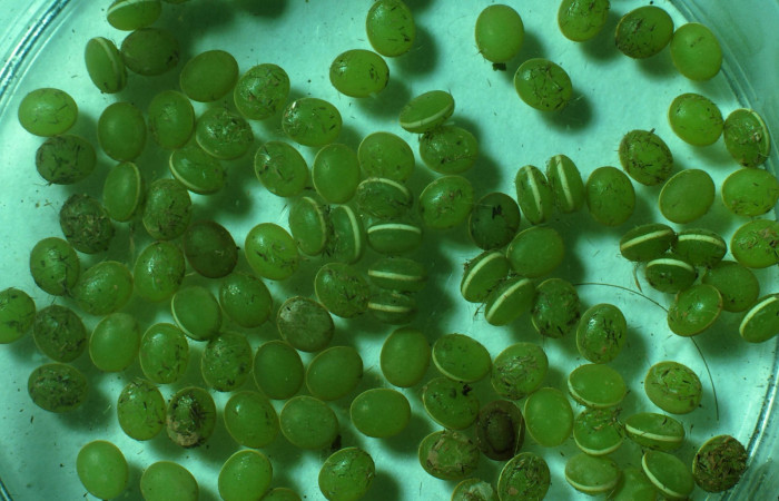 Fig. 3. Huevos de <i>Dysdaemonia boreas</i></i>. Area de Conservación Guanacaste, Sector Santa Rosa, Quebrada Puercos, elevación 155mt. (82-SRNP-775-DHJ57411.jpg).