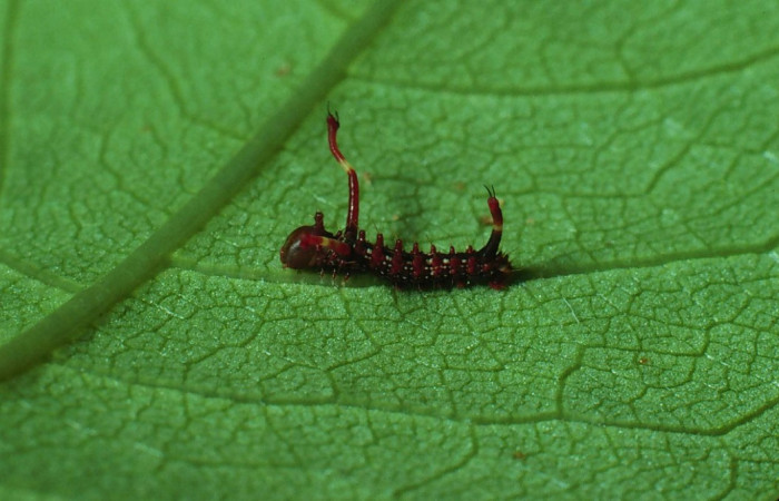 Fig. 4. Larva en primer estadio de <i>Dysdaemonia boreas</i></i>. Area de Conservación Guanacaste, Sector Santa Rosa, Luces, elevación 300mt. (82-SRNP-775-DHJ57413.jpg).