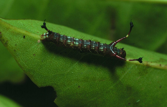 Fig. 5. Larva en segundo estadio de <i>Dysdaemonia boreas</i></i>. Area de Conservación Guanacaste, Sector Santa Rosa, Luces, elevación 300mt. (83-SRNP-280-DHJ57405.jpg).