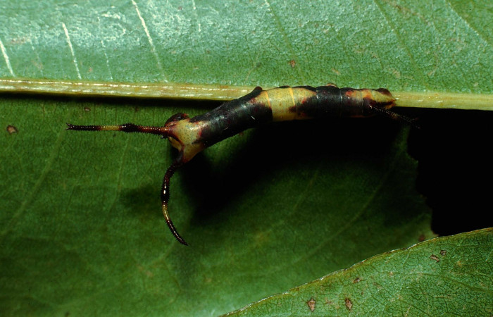 Fig. 6. Larva en segundo estadio de <i>Dysdaemonia boreas</i></i>. Area de Conservación Guanacaste, Sector San Cristóbal, Finca San Gabriel, elevación 645mt. (89-SRNP-65-DHJ10897.jpg).