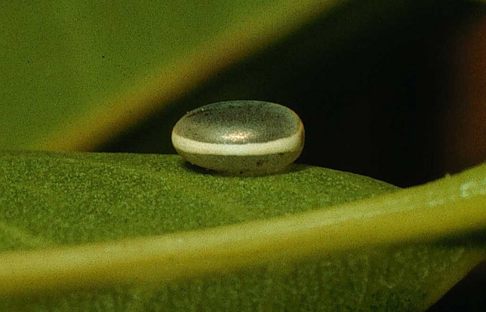 Fig. 2. Huevo de <i>Dysdaemonia boreas</i></i>. Area de Conservación Guanacaste, Sector Santa Rosa, Quebrada Puercos, elevación 155mt. (95-SRNP-4275-DHJ22643.jpg).