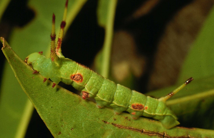 Fig. 7. Larva en tercer estadio de <i>Dysdaemonia boreas</i></i>. Area de Conservación Guanacaste, Sector Santa Rosa, Quebrada Puercos, elevación 155mt. (95-SRNP-4279-DHJ22676.jpg).