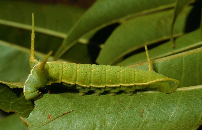 Fig. 9. Larva en penúltimo estadio de <i>Dysdaemonia boreas</i></i>. Area de Conservación Guanacaste, Sector Santa Rosa, Quebrada Puercos, elevación 155mt. (95-SRNP-4280-DHJ22716.jpg).