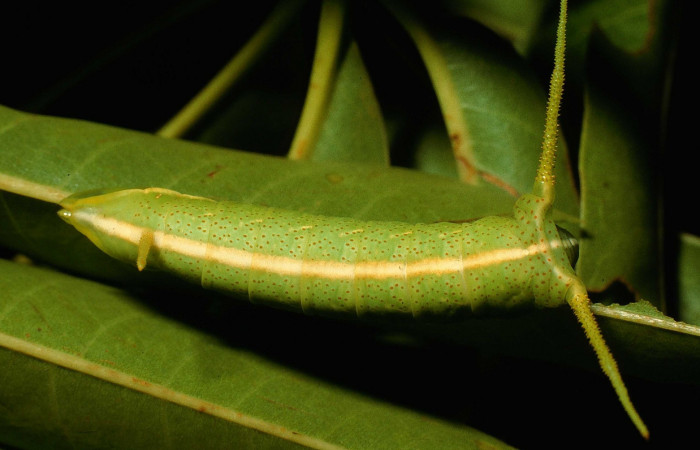 Fig. 8. Larva en penúltimo estadio de <i>Dysdaemonia boreas</i></i>. Area de Conservación Guanacaste, Sector Santa Rosa, Quebrada Puercos, elevación 155mt. (95-SRNP-4280-DHJ22733.jpg).