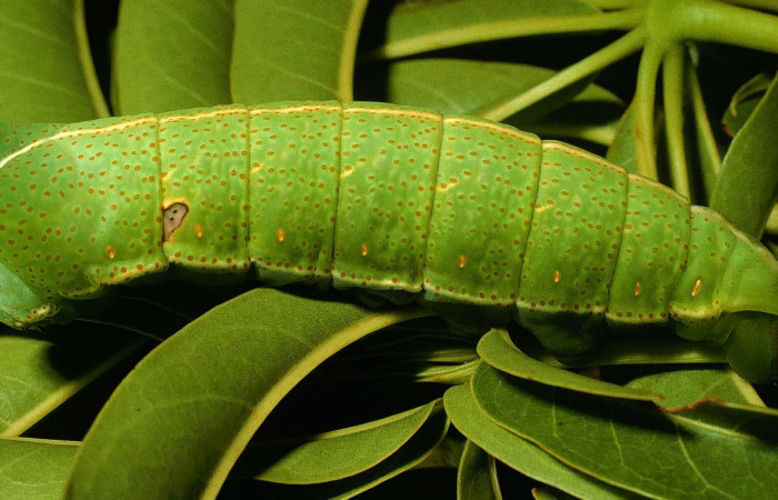 Fig. 11. Larva en último estadio de <i>Dysdaemonia boreas</i></i>. Area de Conservación Guanacaste, Sector Santa Rosa, Quebrada Puercos, elevación 155mt. (95-SRNP-4281-DHJ22736.jpg).