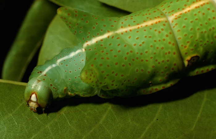 Fig. 10. Larva en último estadio de <i>Dysdaemonia boreas</i></i>. Area de Conservación Guanacaste, Sector Santa Rosa, Quebrada Puercos, elevación 155mt. (95-SRNP-4281-DHJ22748.jpg).