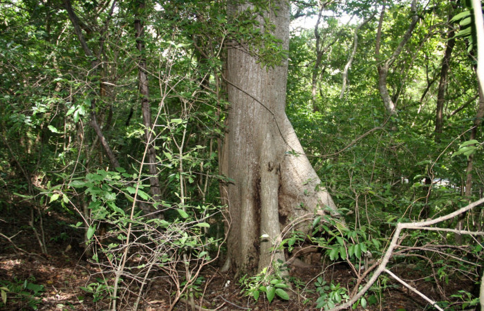 Fig. 17. Area de Conservación Guanacaste, Sector Santa Rosa, Quebrada Puercos, elevación155mt, planta hospedera de <i>Dysdaemonia boreas</i></i>, <i>Ceiba pentandra</i></i> de la familia. Malvaceae
 (foto 31.JMP 10/18/2019 .jpg).