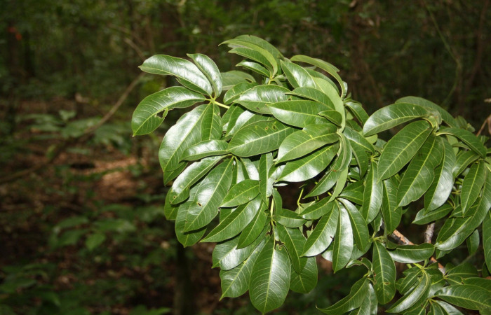 Fig. 18. Area de Conservación Guanacaste, Sector Santa Rosa, Quebrada Puercos, elevación155mt, planta hospedera de <i>Dysdaemonia boreas</i></i>, <i>Ceiba pentandra</i></i> de la familia. Malvaceae
 (foto 32.JMP 10/18/2019 .jpg).