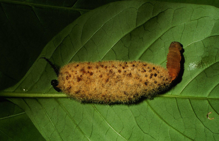 Figura 13. Larva <i>Manduca florestan</i></i> (Sphingidae), vista capullos de parásitos <i>Euplectrus testaceipes</i></i> Eulophidae, localidad Area Administrativa Sector Santa Rosa ACG (295m). Voucher: 00-SRNP-15861-DHJ55862.jpg.